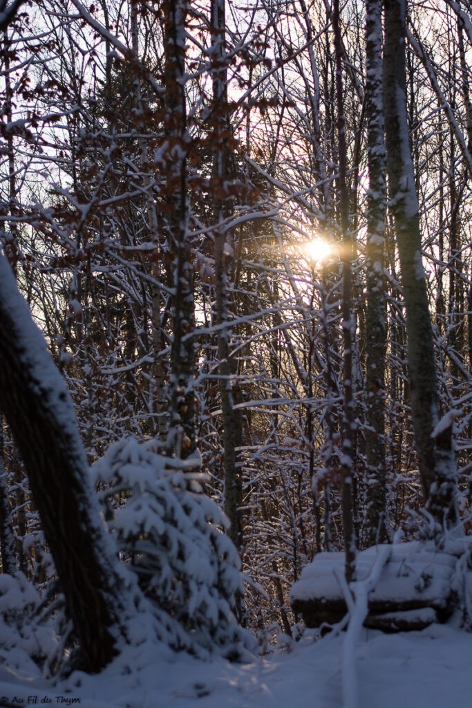 Balade dans les vosges sous la neige (Orbey)