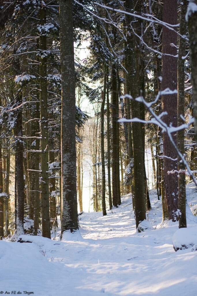 Balade dans les vosges sous la neige (Orbey)