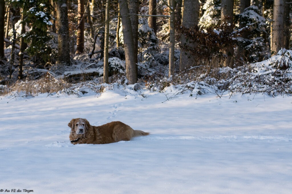 Balade dans les vosges sous la neige (Orbey)