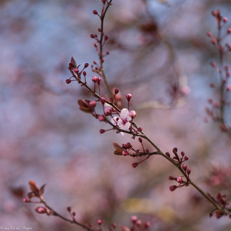 Premiers signes du printemps dans le Gers