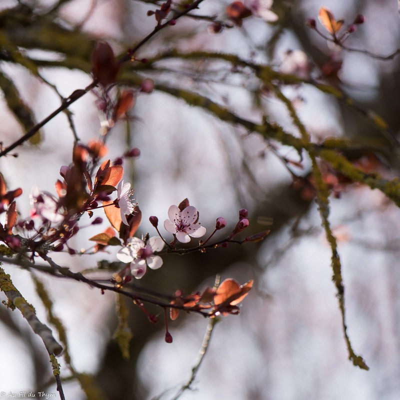 Premiers signes du printemps dans le Gers