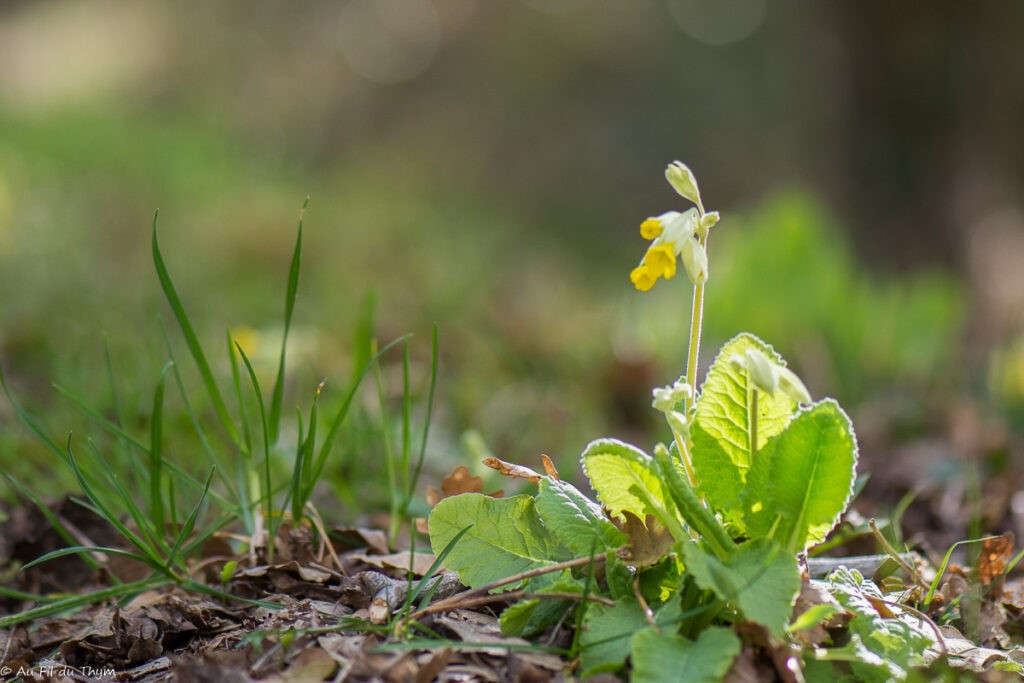 Fleurs Mars au pied du Vercors