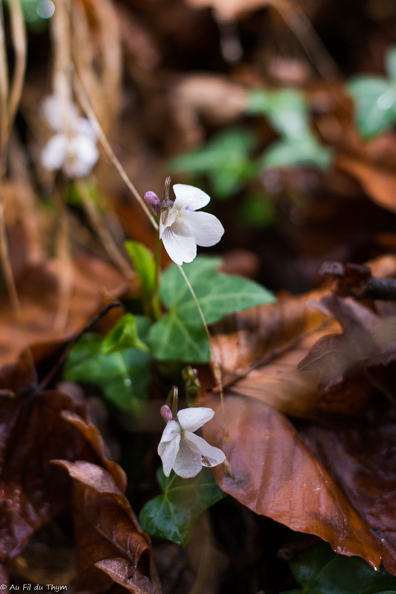 Fleurs Mars au pied du Vercors