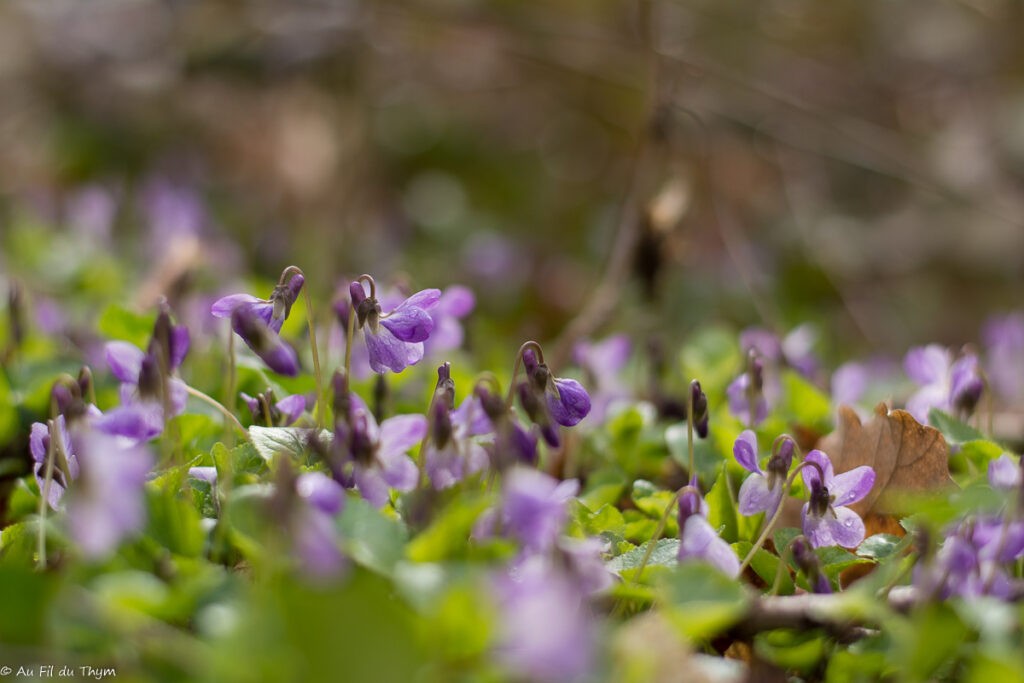 Fleurs Mars au pied du Vercors