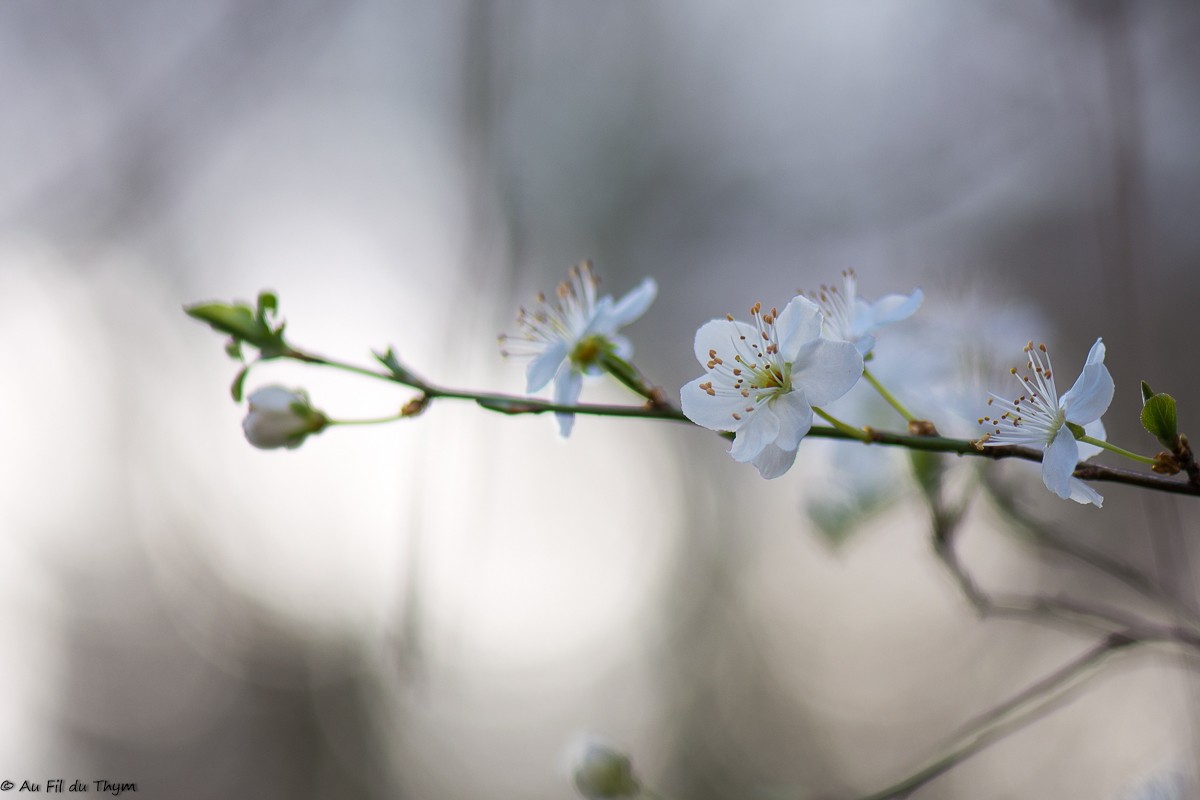 Fleurs Mars au pied du Vercors