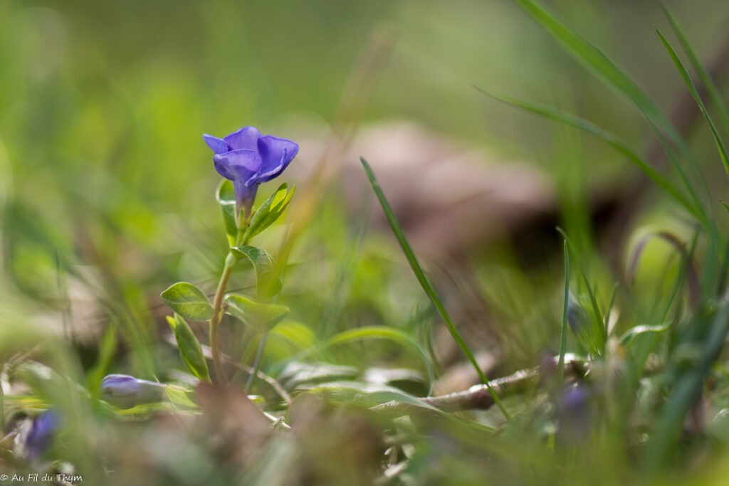 Fleurs Mars au pied du Vercors