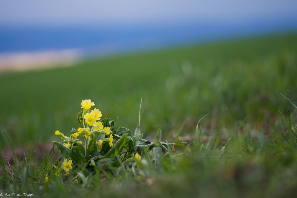 Fleurs Mars au pied du Vercors