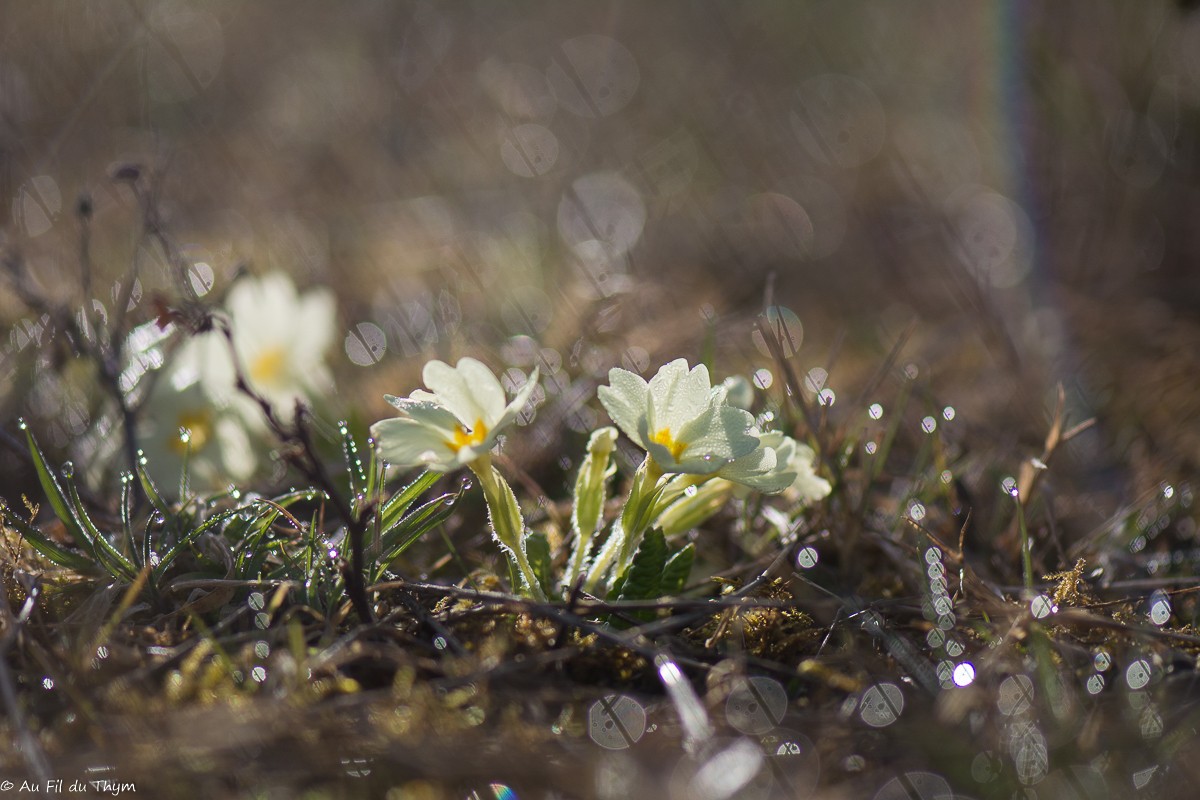 Fleurs Mars au pied du Vercors