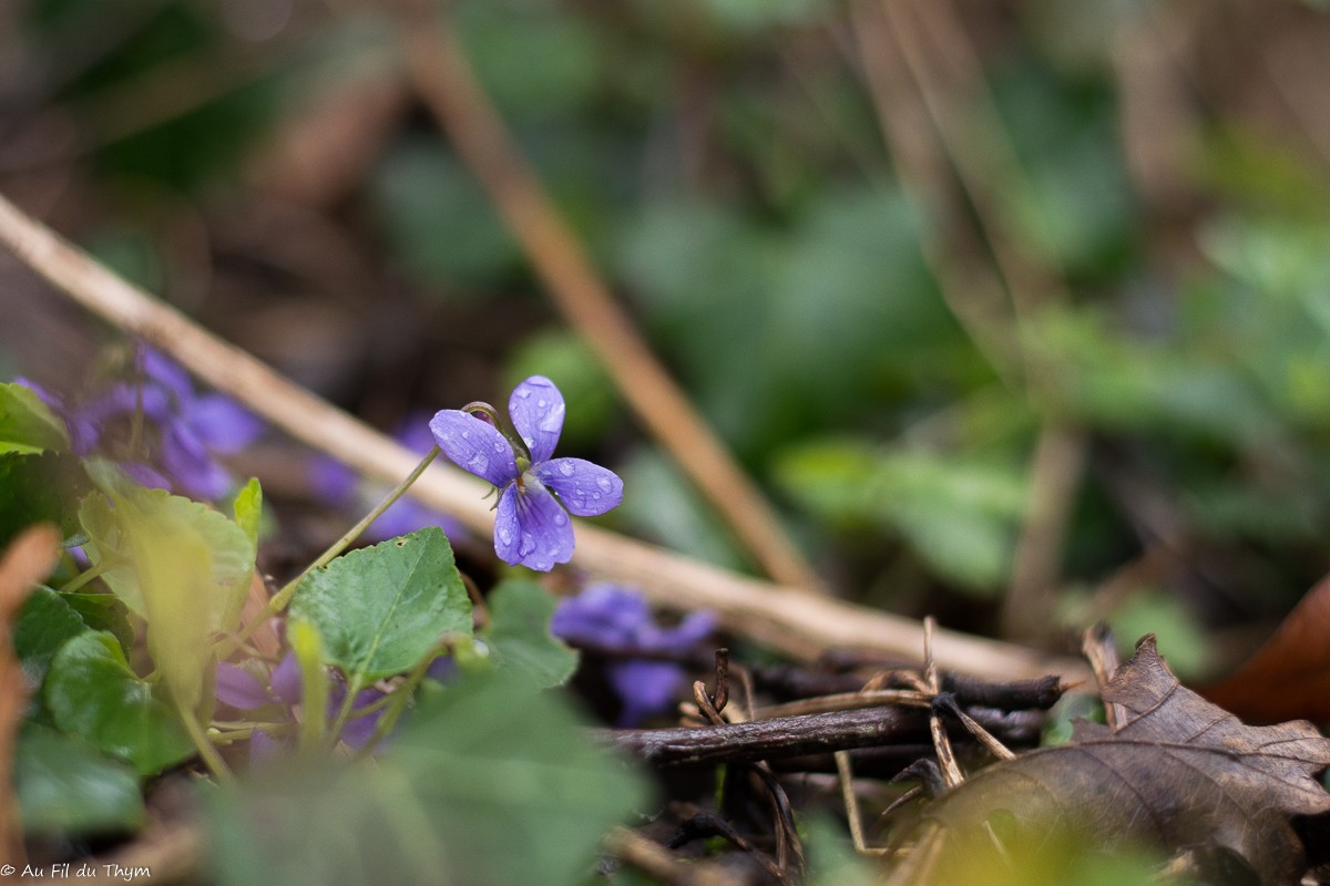 Fleurs Mars au pied du Vercors