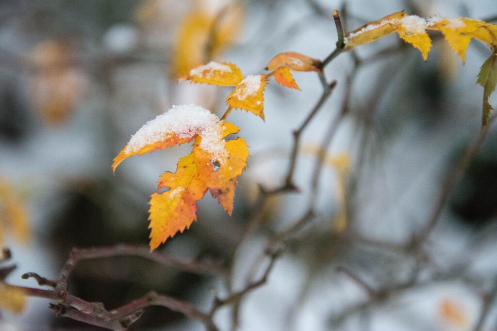 Premières neiges 2017 - Macrophoto