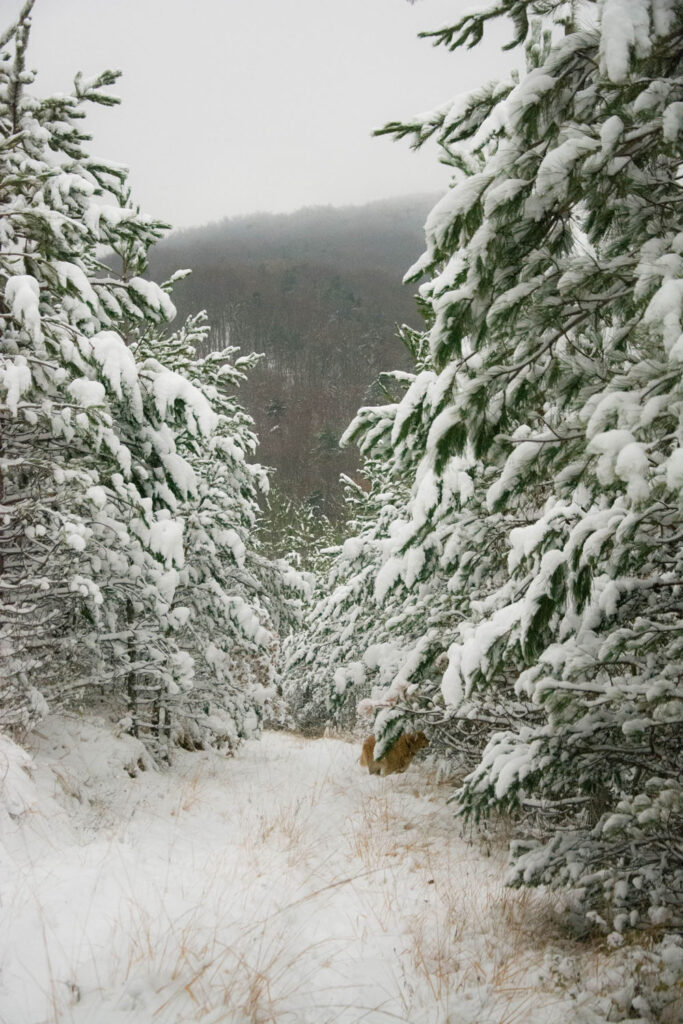 Première neige 2017 - Vercors