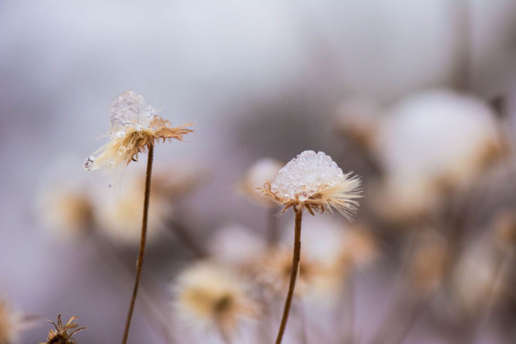 Première neige 2017 - Macrophoto