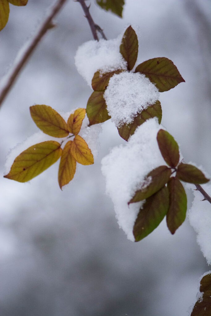 Première neige 2017 - Macrophoto