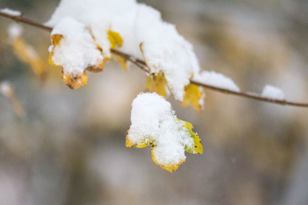 Premières neiges 2017 - Macrophoto