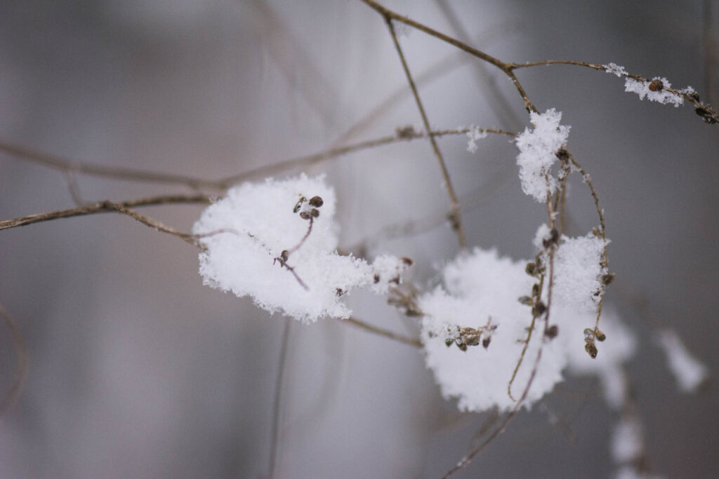 Première neige 2017 - Macrophoto