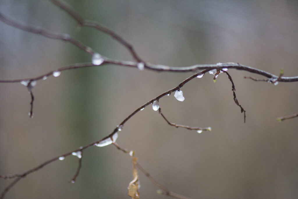 Première neige 2017 - Macrophoto