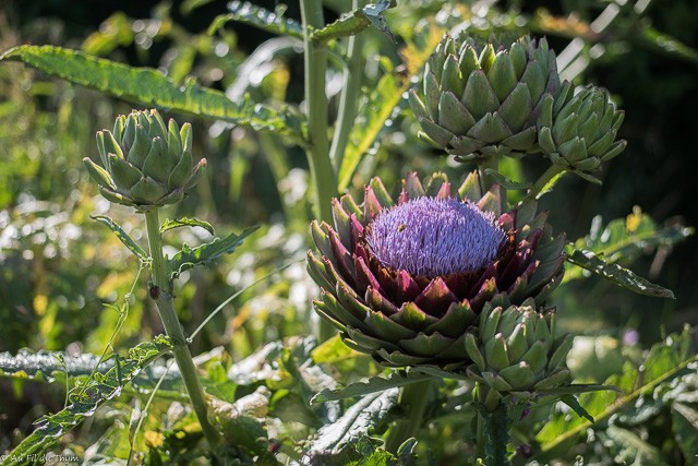 Fleurs potagères -  Fleur d'artichaut