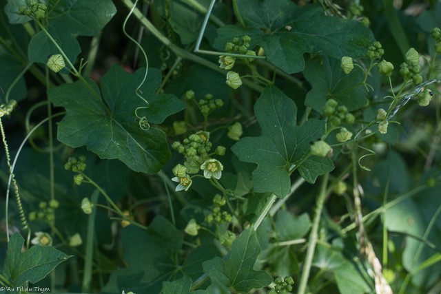 balade botanique juin : Bryone en fleurs