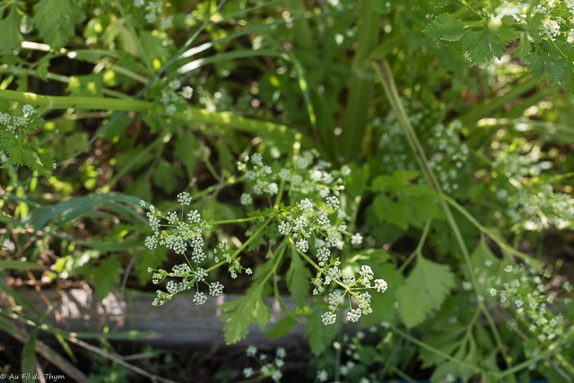 Fleurs potagères -  Céleri branche en fleurs (Mai)