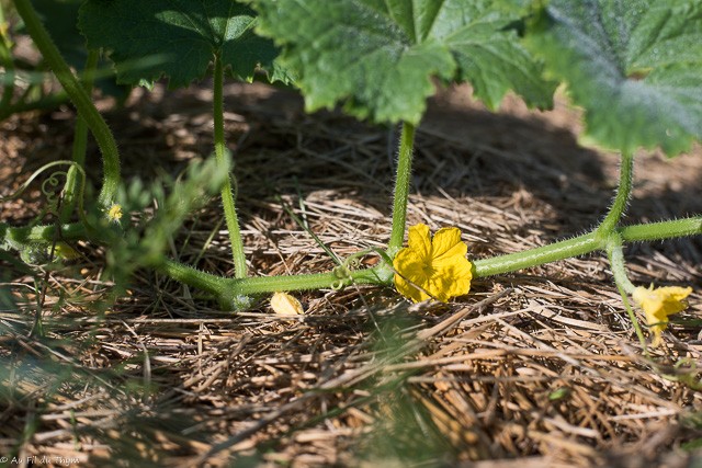 Fleur de concombre (Juin)