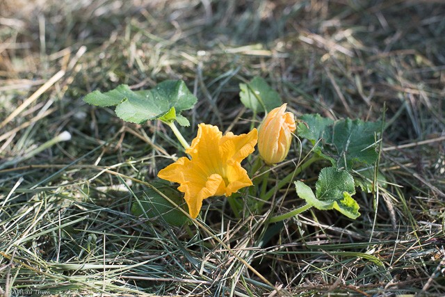 Balade botanique juin : Fleur de courgette (Juin)