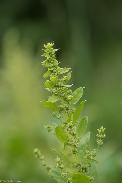 Fleurs potagères - Epinard en fleurs