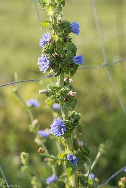 Fleurs potagères -  Scarole en fleurs