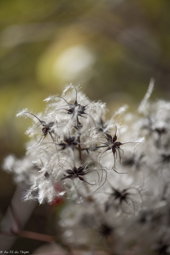 Macrophotographie Clématite Vigne Blanche