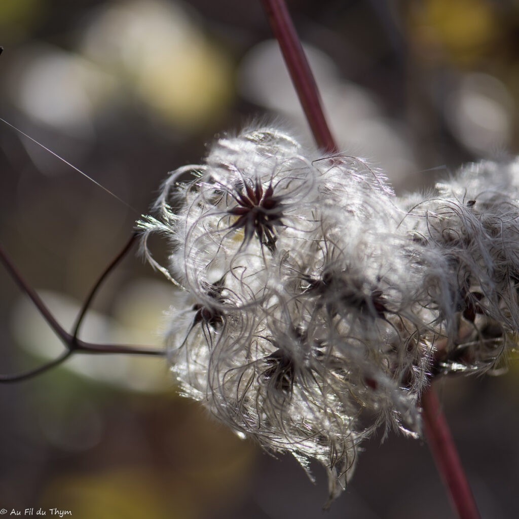 Macrophotographie Clématite Vigne Blanche