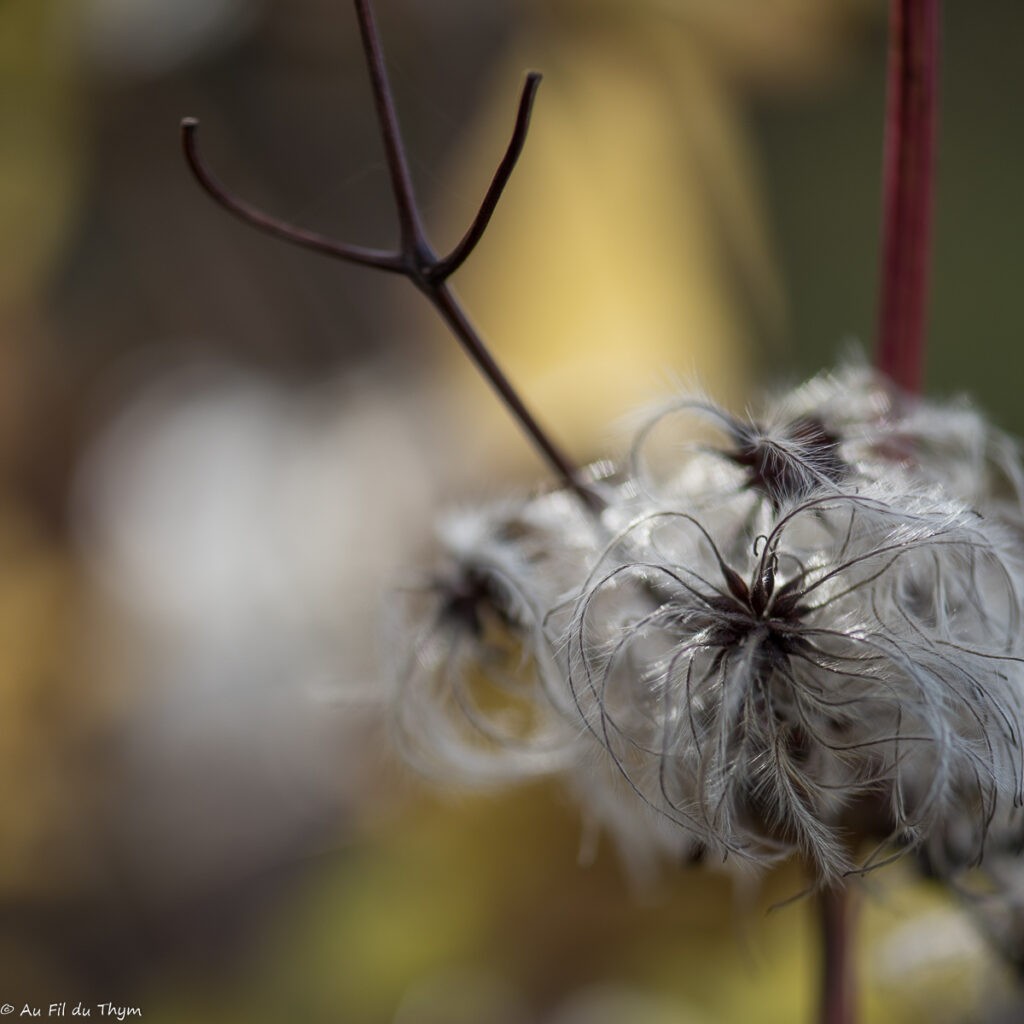 Macrophotographie Clématite Vigne Blanche