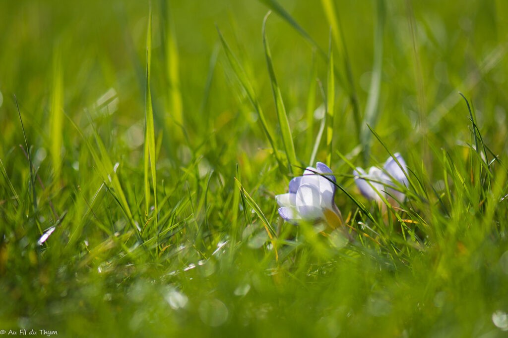 Fleurs d'hiver : crocus