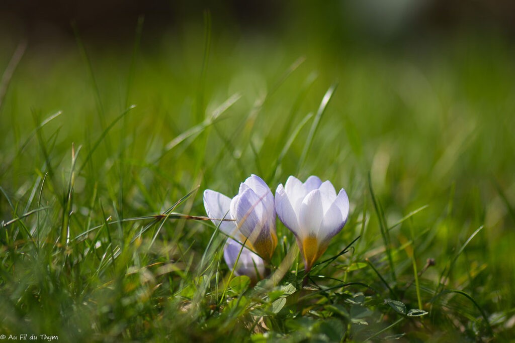 Fleurs d'hiver : crocus