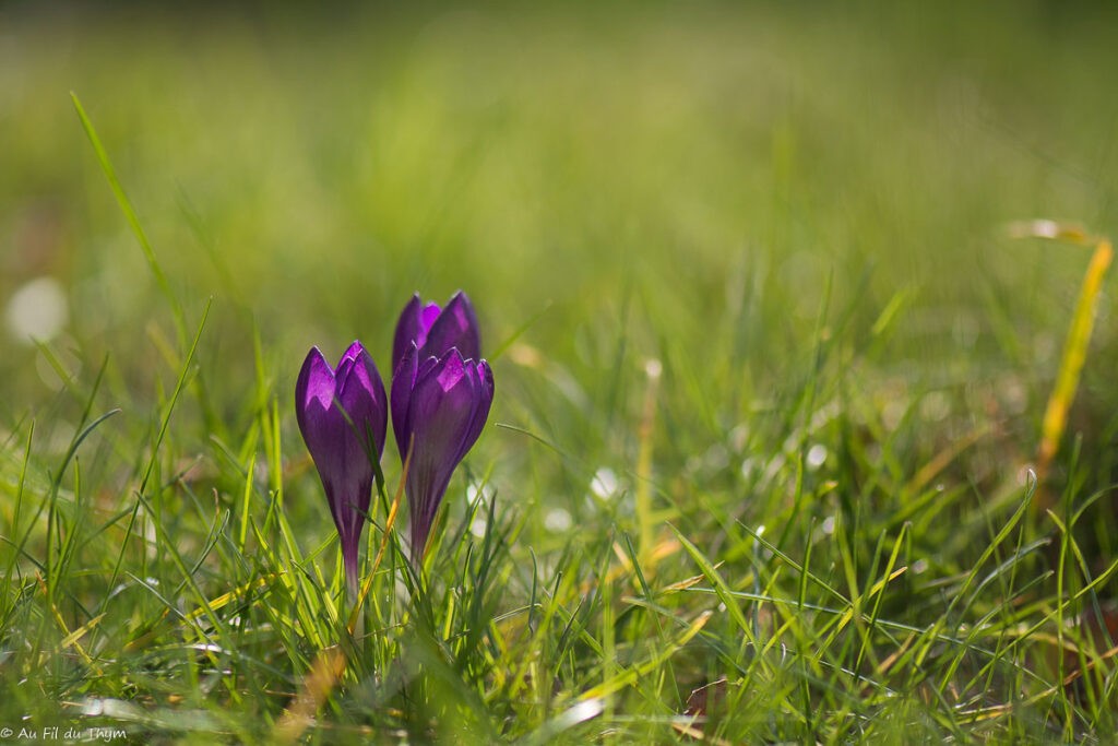 Fleurs d'hiver : crocus