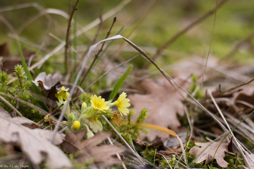 Fleurs d'hiver : primevères