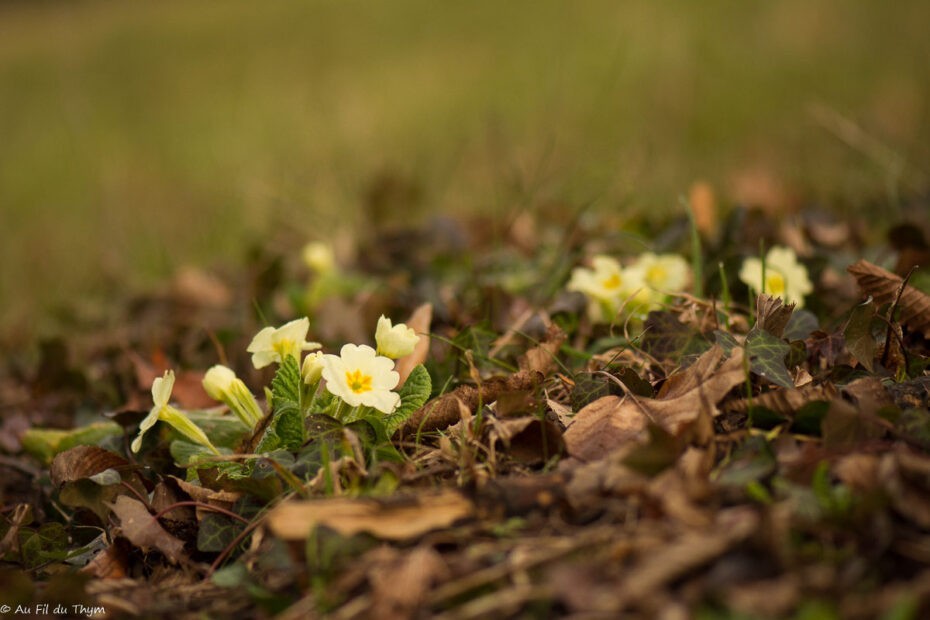 Fleurs d'hiver : primevères