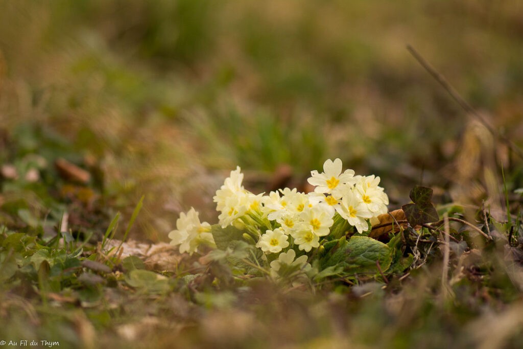 Fleurs d'hiver : primevères