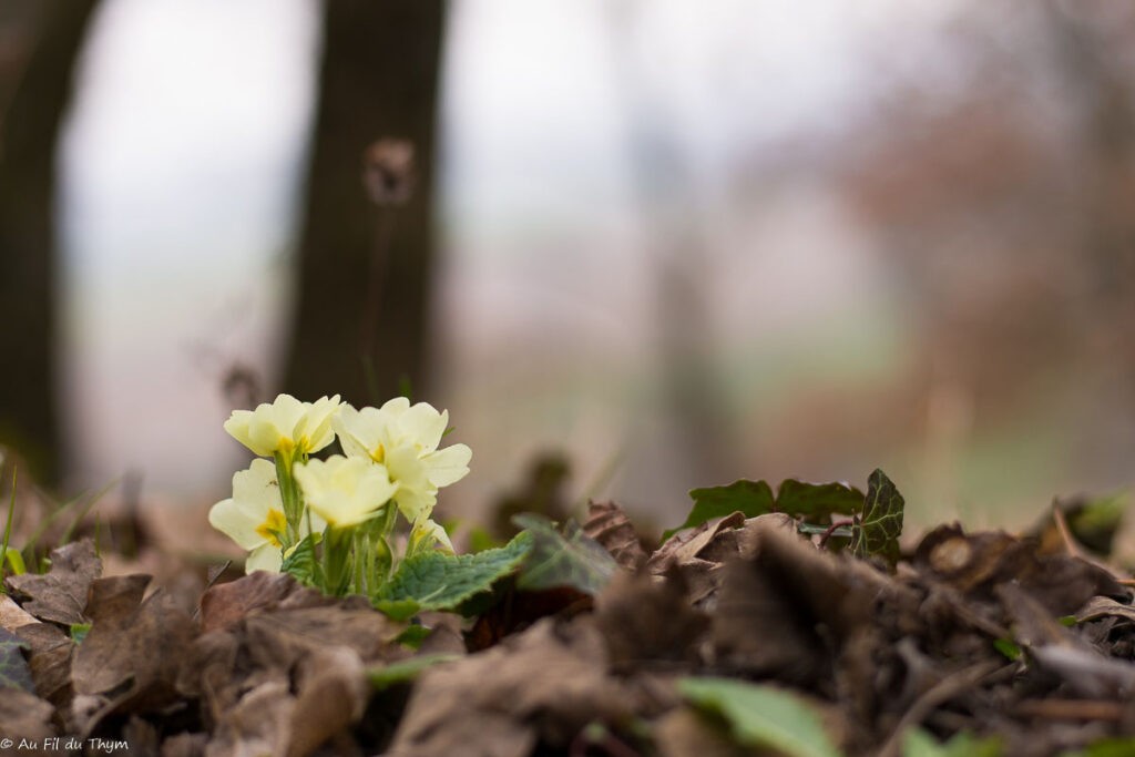 Fleurs d'hiver : Primevère