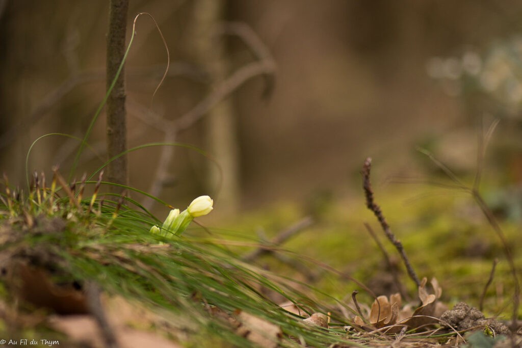 Fleurs d'hiver : primevères