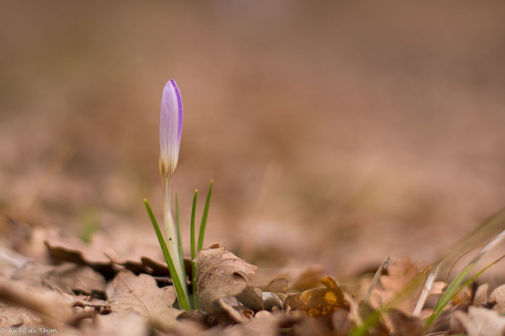 Fleurs d'hiver : crocus