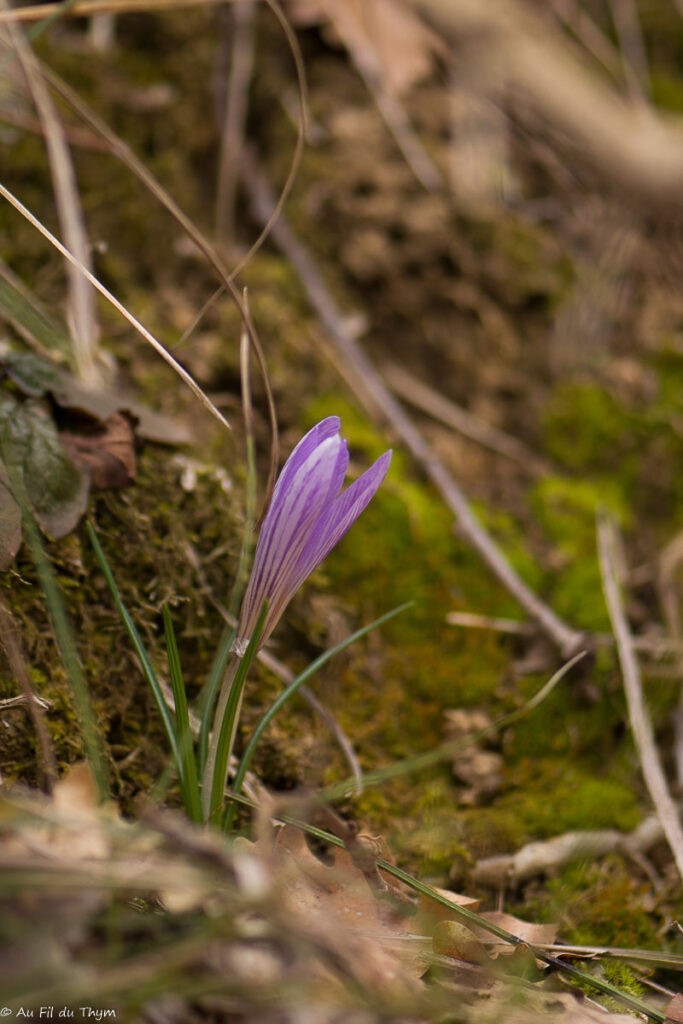 Fleurs d'hiver : crocus