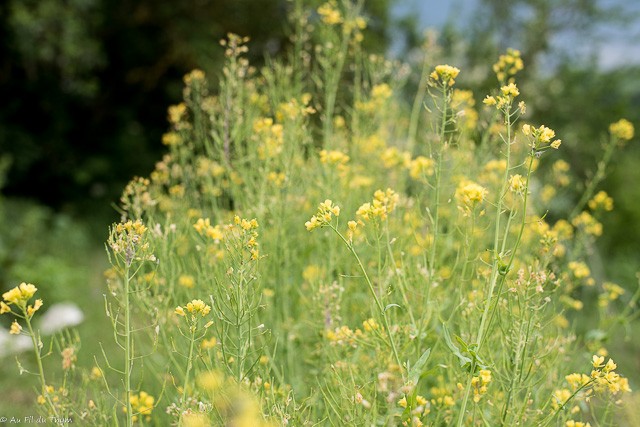 Fleurs potagères Navet boule d'or en fleur (Avril)