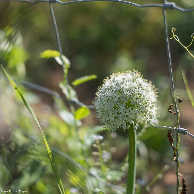 Fleurs potagères : Fleur d'oignon