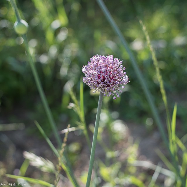 Fleurs potagères : Fleur de poireaux