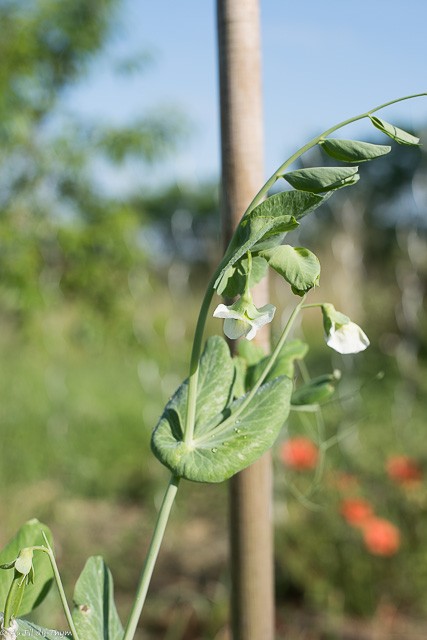 Balade botanique juin : Pois gourmand en fleurs (Juin)