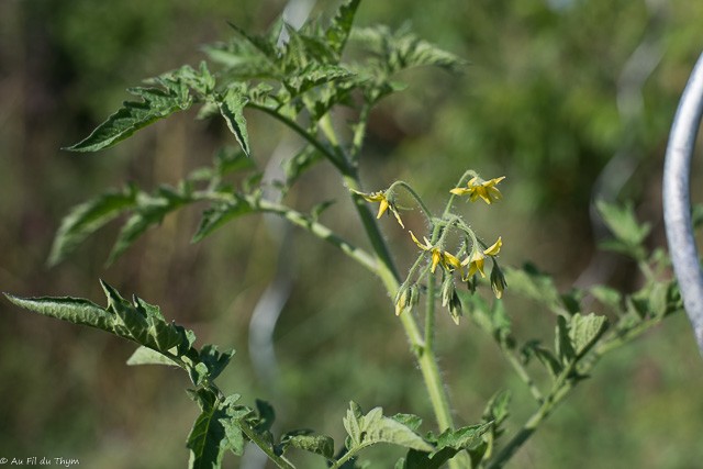 Nalade botanique juin : Tomates en fleurs