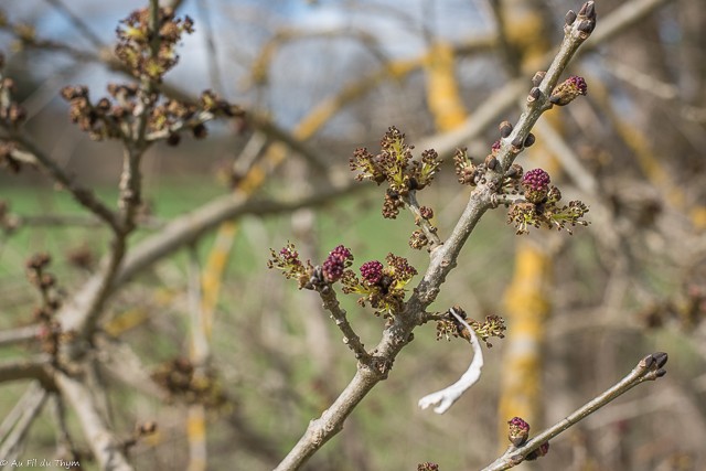 Arbres pressés du printemps : Frêne 