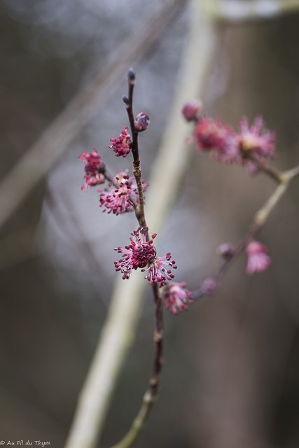 Arbres pressés du printemps : Orme champêtre