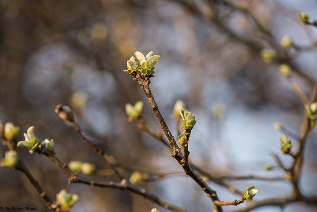 Arbres pressés du printemps : Cognassier