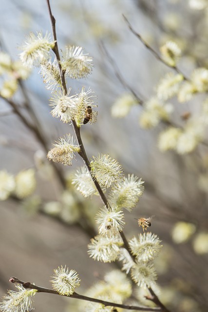 Arbres pressés du printemps : Saule Marsault