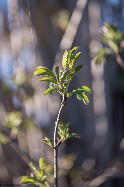 Arbres pressés du printemps : Sureau Noir